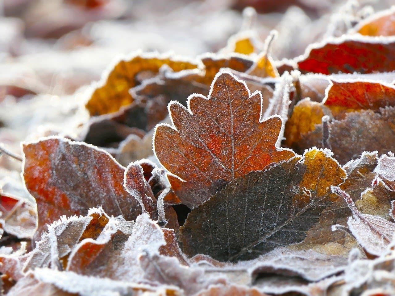 New Year’s Eve in New York: Times Square Countdown Experience & Insider Tips